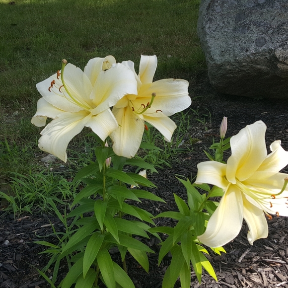 Meet your Posher, Cynthia - Picture 2 of 2